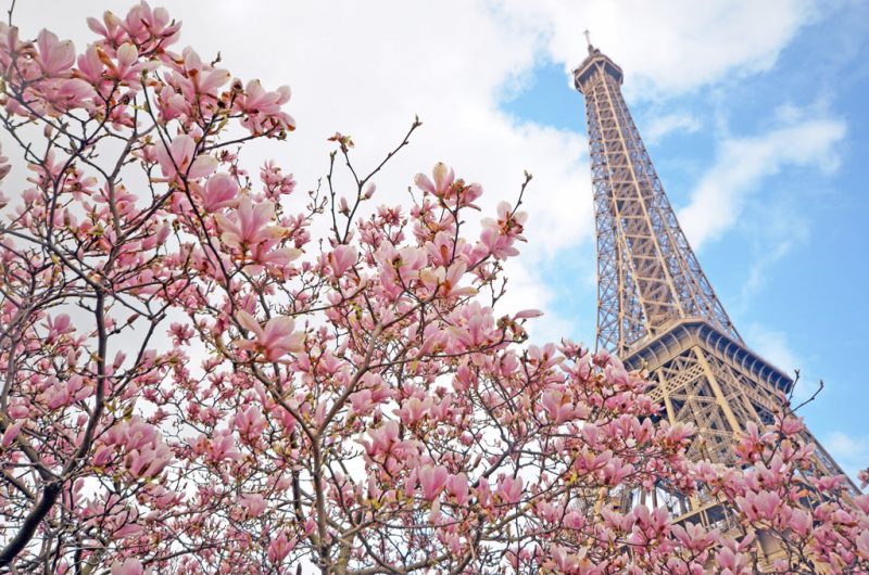 Quick Guide to Cherry Blossom Paris World In Paris