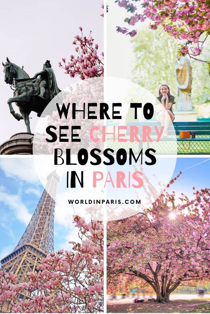 Planning to see cherry blossoms in Paris this spring? Read our Paris Cherry Blossoms guide with forecast, best times, great locations, photography tips & more