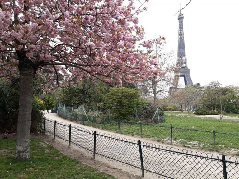 Quick Guide to Cherry Blossom Paris World In Paris