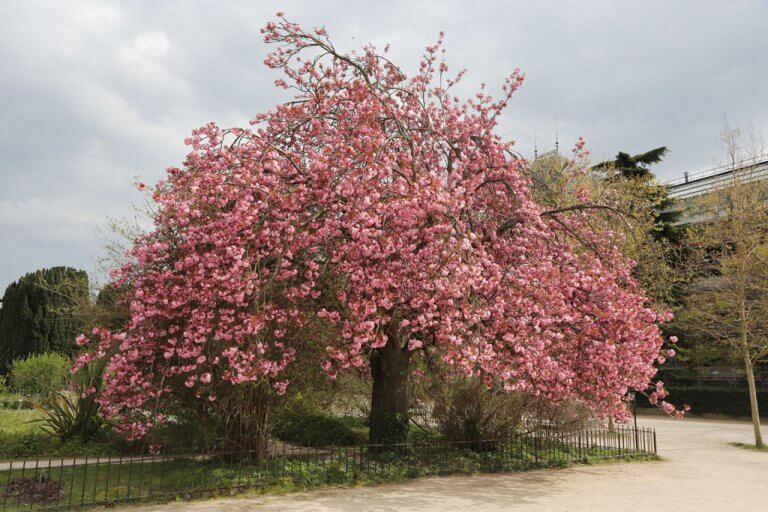 Quick Guide to Cherry Blossom Paris 2023 | World In Paris