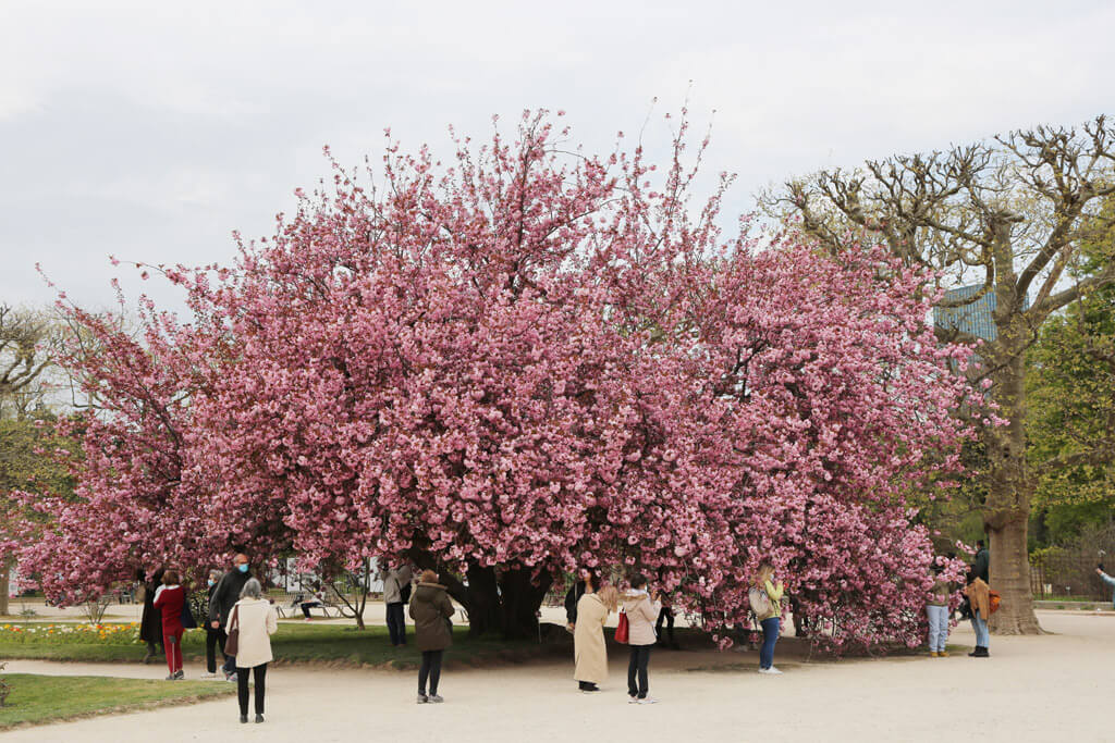 Giant Cherry Tree - Jardin des Plantes Paris