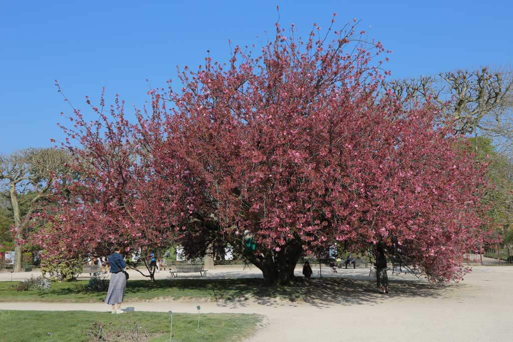 Cherry Blossoms at Jardin des Plantes - Paris