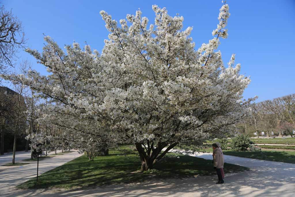 White Cherry Tree at Jardin des Plantes - Paris