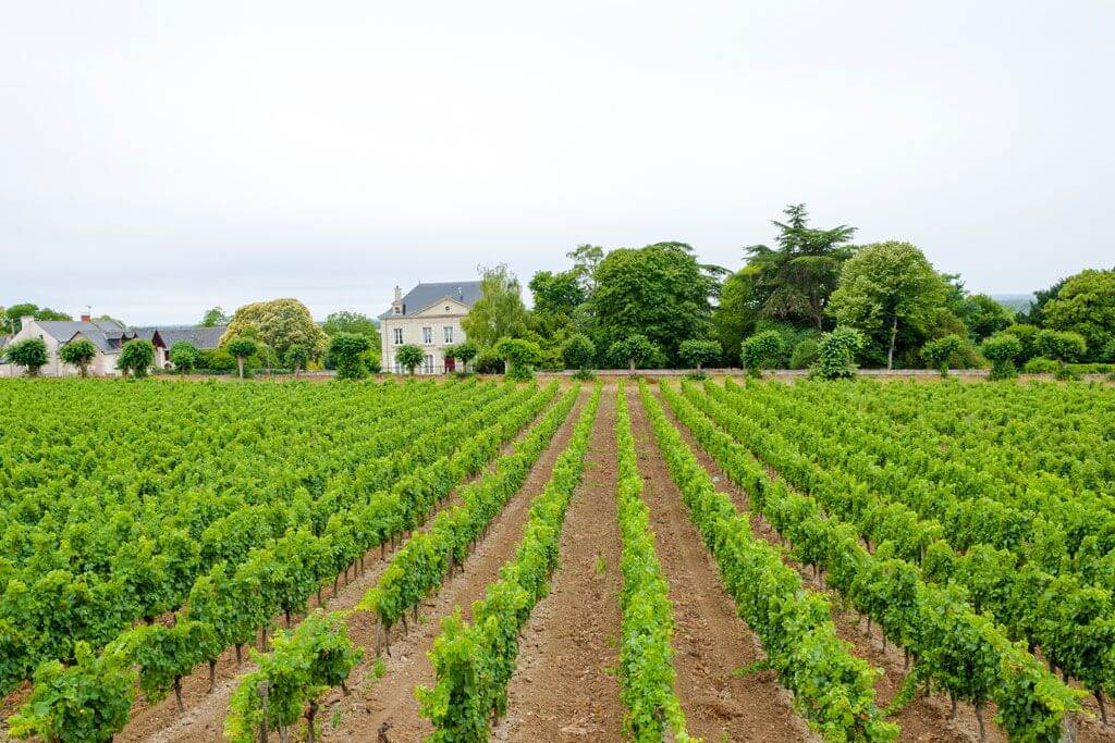 Wine of Loire Valley
